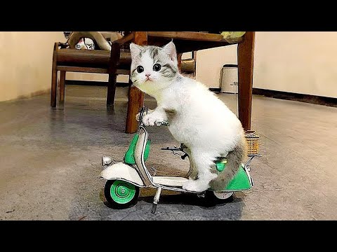 Videos De Risa De Animales 2025 - Perros y Gatos Chistosos - Videos De Animales Graciosos #39