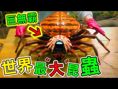 世界最大的昆蟲：原來昆蟲可以長那麽大，就連專家都無法解釋#最大的昆蟲 #巨型昆蟲 #top10 #世界之最 #老王看世界