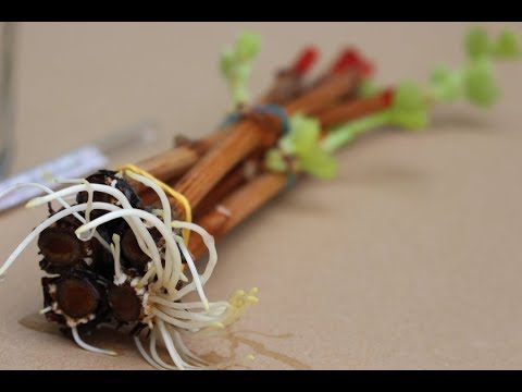 Укоренение черенков винограда на воде в домашних условиях. Кильчевание инфракрасной плёнкой.