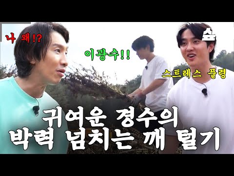 [#콩콩팥팥] 우리 경수는 광수형이 그냥 너무 좋대요..😂 깨 털다 급 발동된 뚜뚜 모먼트✨ 박력 있게 들깻대 내리치다가 갑자기 이광수 털기 댐(?)ㅋㅋㅋ