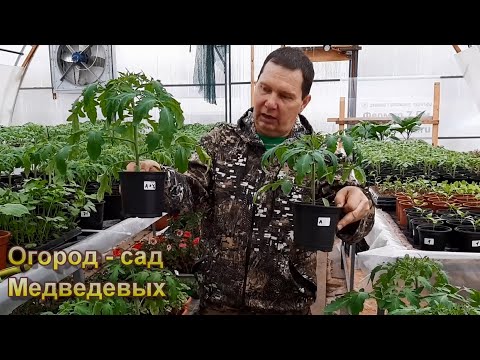 Рассада томатов с применением биостимуляторов и подкормок