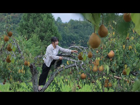 【二米炊烟】Autumn Pear Syrup, Chinese Medicine Diet. 傳承1000年的古老秘方，秋天的梨子熬成膏