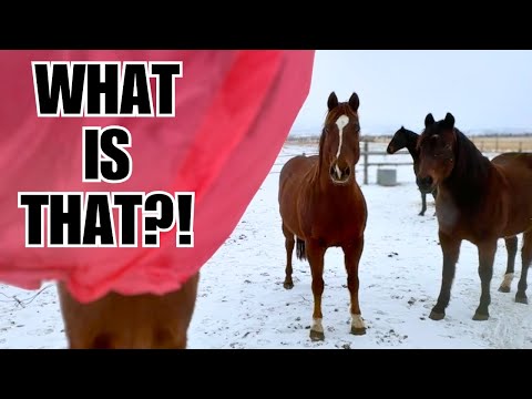 HORSES vs UFO ~ What in the World!?