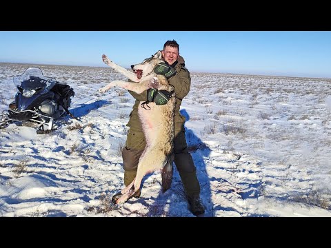 Вырезали всех сайгаков в округе ОХОТА на ВОЛКОВ!wolf hunting