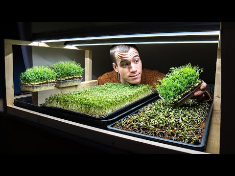 How to grow microgreens at home - From start to finish