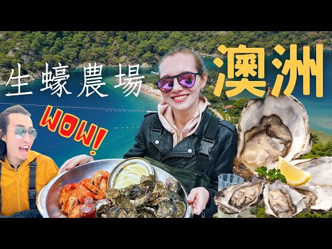 這「蠔」不容易的海鮮拼盤讓我大開眼界🤩 || Sydney Oyster Farm Tours