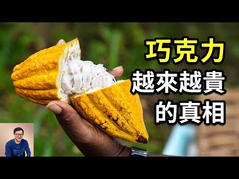 為什麼說巧克力可能變成奢侈品？情人節還送得起嗎？揭秘神奇的熱帶水果可可，以及用可可製作巧克力的起源和方法！【老肉雜談】#植物 #生物 #巧克力 #可可 #冷知識