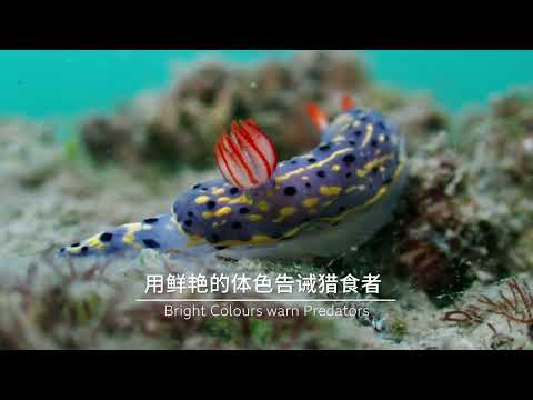 "海底精灵"海蛞蝓的生存智慧有多奇妙? #野性广东