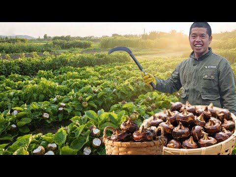 Xiaozeng's first planting of water chestnut has been harvested. Lao Luo dug a basket and found that