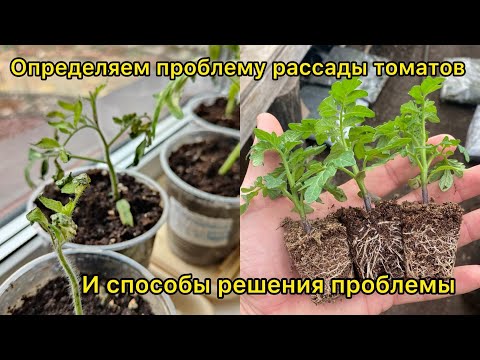 The most common problems with tomato seedlings. A photo breakdown. Causes and solutions.