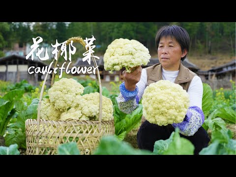The cauliflower is big and numerous  with various cooking methods including boiling  stewing  bakin