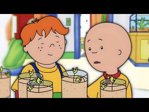 Himbeeren Anbauen | Caillou Klassiker