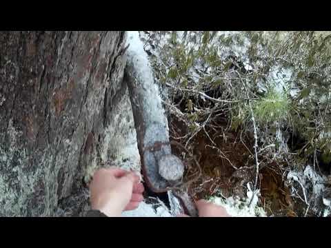 Trap hunting for sable