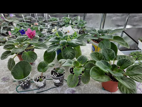 Как правильно вырастить фиалку от листа до цветущей розетки новичку, все этапы развития фиалок.