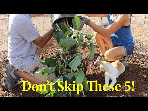 5 Crucial Tips for Planting Fruit Trees