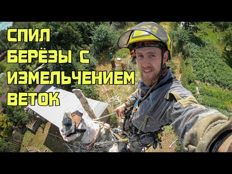 Спил арбористом березы с измельчением веток в Иваново