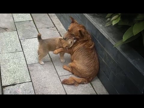 Exhausted by hunger, she tried to take her young child and wander the streets looking for help