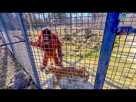 УДИВИТЕЛЬНО! Орангутан усыновила АМУРСКОГО ТИГРЁНКА!
