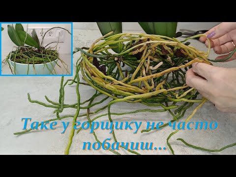 SUPER mini orchid roots. #fororchidmaniacs