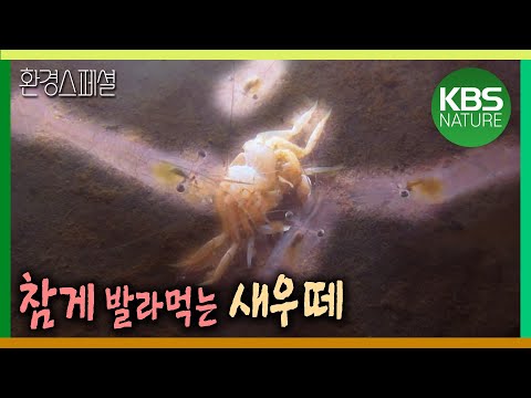 참게 발라먹는 새우떼 [환경스페셜-돌아오지  않는강] / KBS 20120704 방송