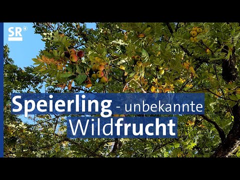 Speierling – wie schmeckt dieses Obst? Was kann man damit tun? | Genuss mit Zukunft