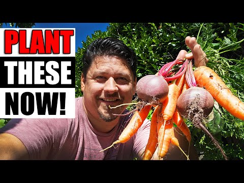 Top 10 Crops To Plant Mid To Late Summer - For Fall Harvests