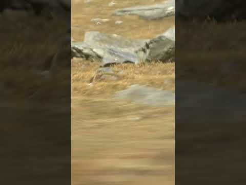 well... Just subscribe 🤠🤠