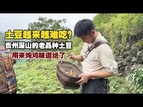 Old Variety Potatoes from the Deep Mountains of Guizhou: Irresistibly Delicious in Stewed Chicken!