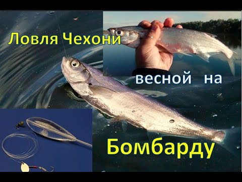 Особенности ловли Чехони с бомбардой — оснастка, приманка и тактика ловли.