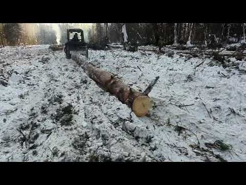 Как и сколько зарабатывают лесорубы?Валка и Трелёвка леса на зверях МТЗ-82!