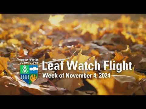 Leaf Watch Flight | Week of November 4, 2024