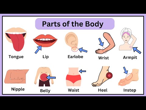 Body Parts in English | Human Body Parts Names | Learn Basic English Vocabulary