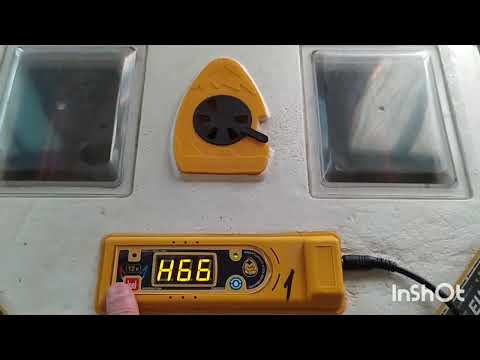 НАЙКРАЩІ РЕЗУЛЬТАТИ ІНКУБАЦІЇ! СЕКРЕТИ ІНКУБАЦІЇ В ТЕРЛУШІ! УКР ПТАХА ТА ЗАПЛІДНЕННЯ ЯЄЦЬ?