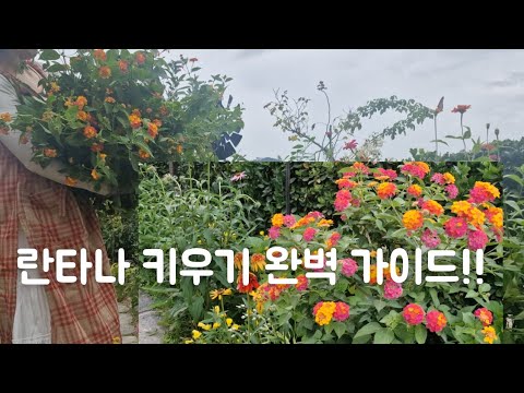 밭떼기로 키우고 싶은 꽃,누구나 키우기 쉽고 오래가는 꽃 '란타나' 키우기의 모든 것, 장미 깍지벌레 퇴치의 신박한 방법 모르면 몸이 고생!!#깍지벌레 퇴치#란타나 키우기#정원