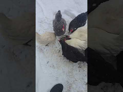 Chickens Needing To Fatten Up In Cold Weather part 2