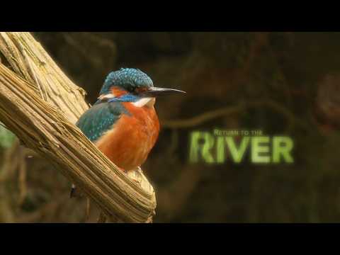 Relaxing Nature (No Voiceover or Music) | Close up 70 minutes wild river animals experience