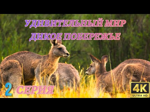 Удивительный Мир Дикой Природы. Дикое побережье. Документальный Фильм 4K. 2 серия из 4