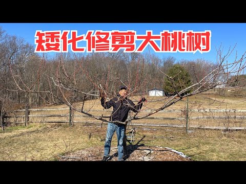 老桃树矮化修剪焕发新生，内堂多留枝芽，利用近处的徒长枝逐步更新掉远处的老枝