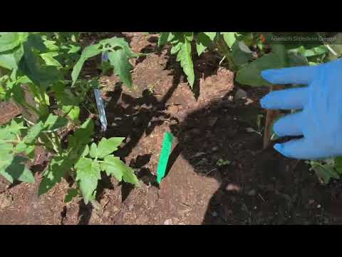 Формирование томатов из  серии “ Томатный гном”.