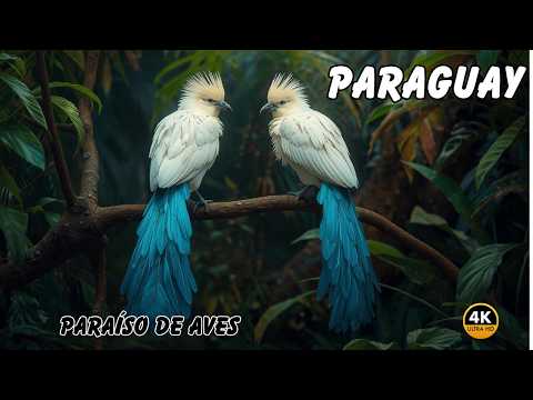 PARAGUAY: Las AVES Mas Espectaculares del MUNDO | Documental Completo
