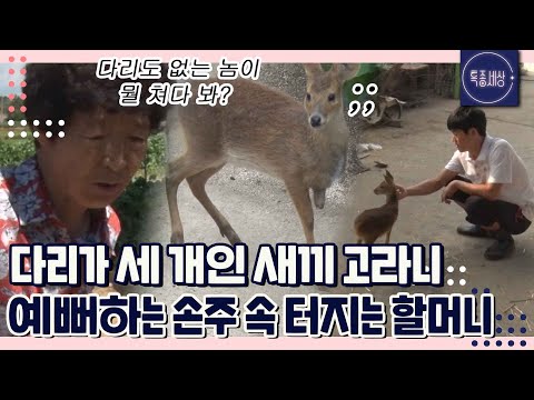 [FULL영상] "뭘 예뻐해!" 축사 피해 주는데.. 다리 없는 새끼 고라니를 사랑하는 손주에 속 터지는 할머니