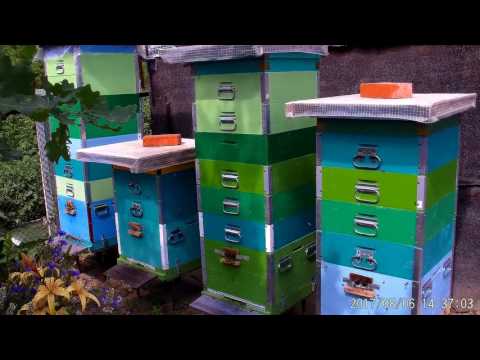 More than 200 kg of honey per season from a hive in a stationary apiary is possible. Carnica F1 i...