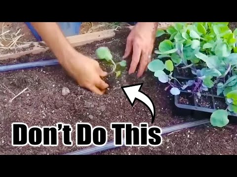 7 Fall Planting Mistakes