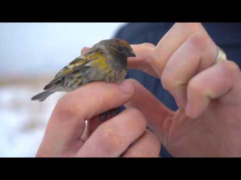 ловля Щеглов