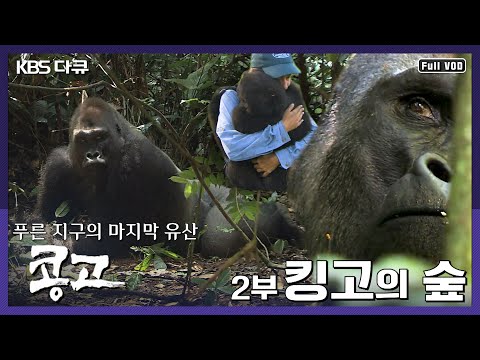 [명작다큐] 고릴라, 보노보 등 유인원들의 안식처 | 푸른 지구의 마지막 유산 콩고 2부 “킹고의 숲” (KBS 110303 방송)