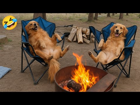 New Funny videos of CATS🐱 and DOGS🐶 Funniest videos of ANIMALS 🤣2025