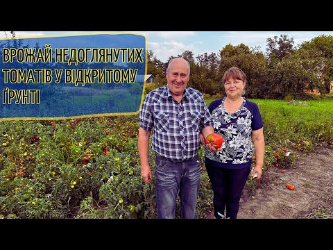 Врожай недоглянутих томатів у відкритому ґрунті