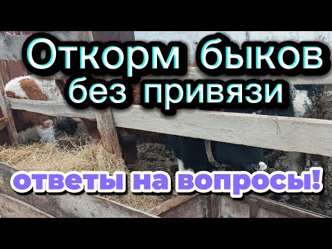 Откорм быков без привязи! ответы на вопросы .