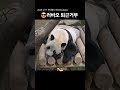 러바오 퇴근 거부, 여기서 자는 건 처음 봐요. 너무 귀여움. #러바오 #panda