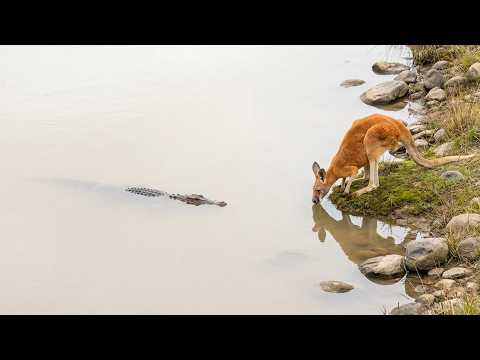 Kangaroo Thinks That Bump in the Water Is a Rock!!